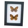 Atlantis Fritillary Butterfly Speyeria atlantis set Framed Taxidermy Classic Black Display