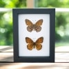 Atlantis Fritillary Butterfly Speyeria atlantis set Framed Taxidermy Classic Black Display