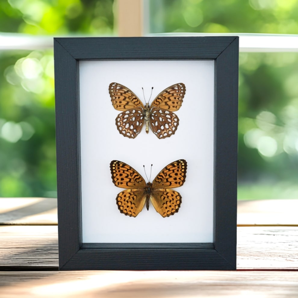 Atlantis Fritillary Butterfly Speyeria atlantis set Framed Taxidermy Classic Black Display