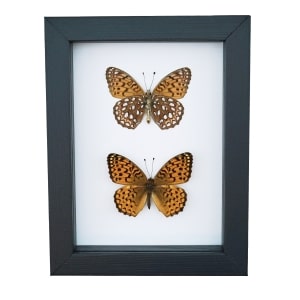 Atlantis Fritillary Butterfly Speyeria atlantis set Framed Taxidermy Classic Black Display