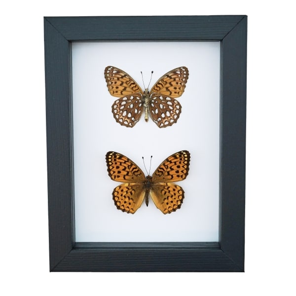 Atlantis Fritillary Butterfly Speyeria atlantis set Framed Taxidermy Classic Black Display