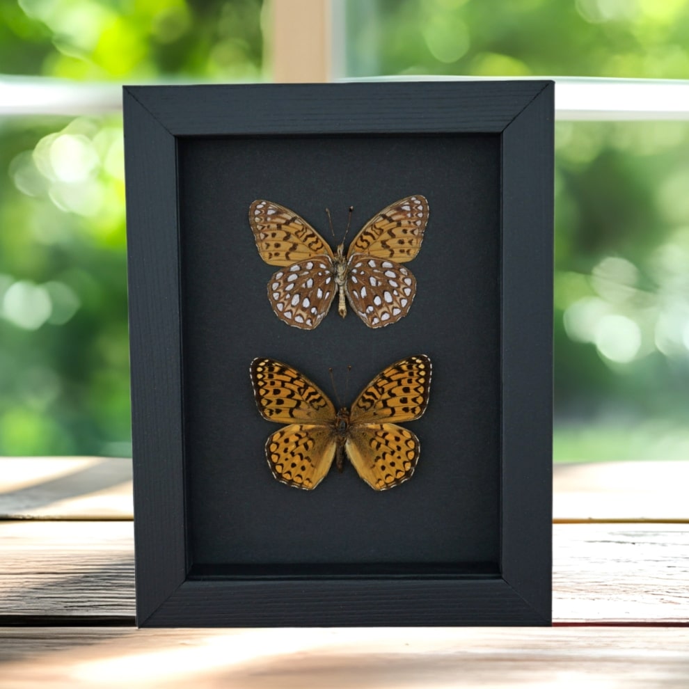 Atlantis Fritillary Butterfly Speyeria atlantis set Framed Taxidermy Moonlight Display