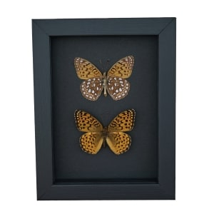 Atlantis Fritillary Butterfly Speyeria atlantis set Framed Taxidermy Moonlight Display