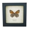 Atlantis Fritillary Butterfly Speyeria atlantis Verso Framed Taxidermy Display