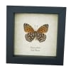Atlantis Fritillary Butterfly Speyeria atlantis Verso Framed Taxidermy Display