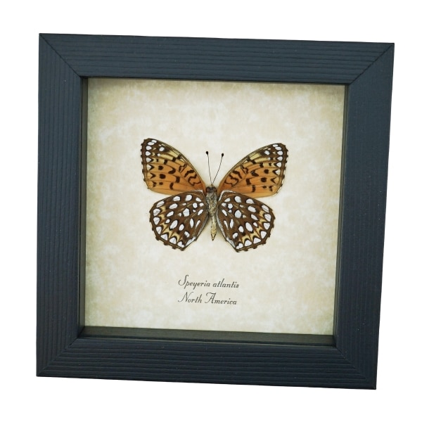 Atlantis Fritillary Butterfly Speyeria atlantis Verso Framed Taxidermy Display