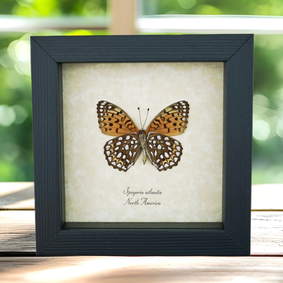 Atlantis Fritillary Butterfly Speyeria atlantis Verso Framed Taxidermy Display