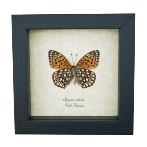 Atlantis Fritillary Butterfly Speyeria atlantis Verso Framed Taxidermy Display