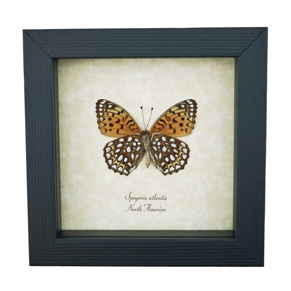Atlantis Fritillary Butterfly Speyeria atlantis Verso Framed Taxidermy Display