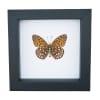 Atlantis Fritillary Butterfly Speyeria atlantis Verso Framed Taxidermy Classic Black Display