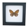 Atlantis Fritillary Butterfly Speyeria atlantis Verso Framed Taxidermy Classic Black Display