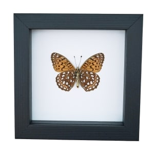 Atlantis Fritillary Butterfly Speyeria atlantis Verso Framed Taxidermy Classic Black Display