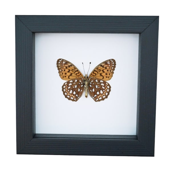 Atlantis Fritillary Butterfly Speyeria atlantis Verso Framed Taxidermy Classic Black Display
