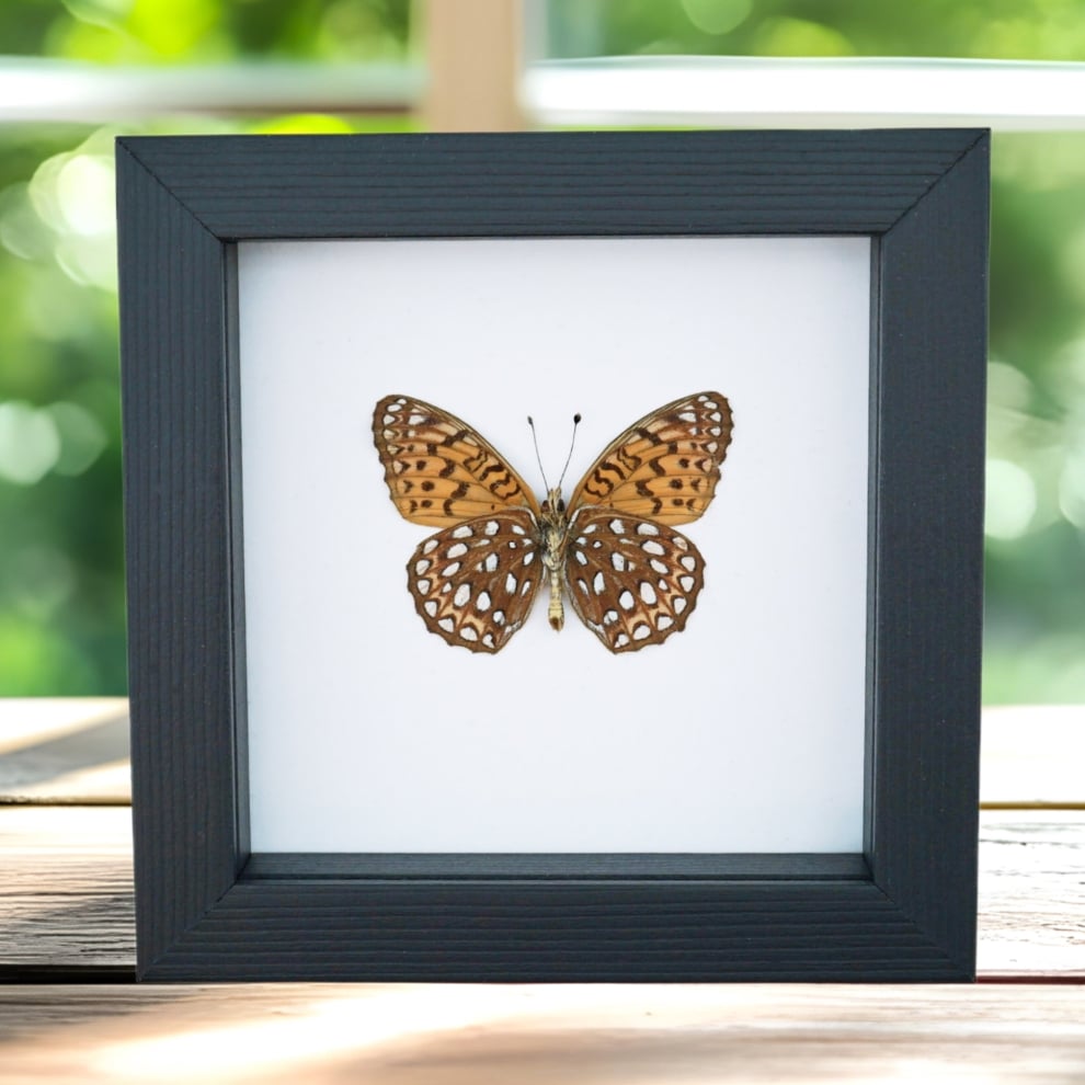 Atlantis Fritillary Butterfly Speyeria atlantis Verso Framed Taxidermy Classic Black Display