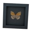 Atlantis Fritillary Butterfly Speyeria atlantis Verso Framed Taxidermy Moonlight Display
