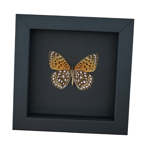 Atlantis Fritillary Butterfly Speyeria atlantis Verso Framed Taxidermy Moonlight Display