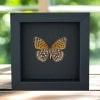 Atlantis Fritillary Butterfly Speyeria atlantis Verso Framed Taxidermy Moonlight Display