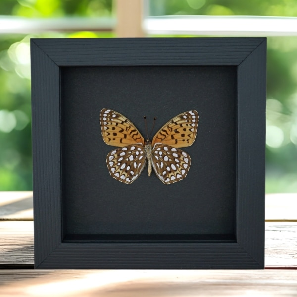 Atlantis Fritillary Butterfly Speyeria atlantis Verso Framed Taxidermy Moonlight Display