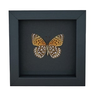 Atlantis Fritillary Butterfly Speyeria atlantis Verso Framed Taxidermy Moonlight Display