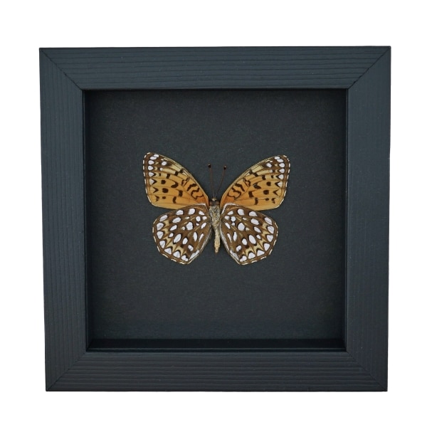 Atlantis Fritillary Butterfly Speyeria atlantis Verso Framed Taxidermy Moonlight Display
