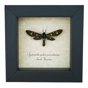 Polka Dot Wasp Mimic Moth Syntomeida epilais Framed Insect Display