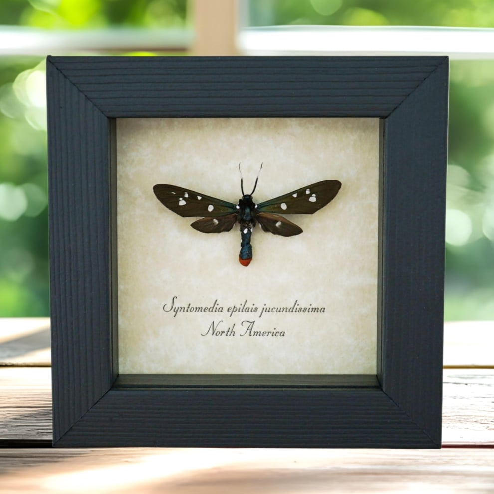 Polka Dot Wasp Mimic Moth Syntomeida epilais Framed Insect Display