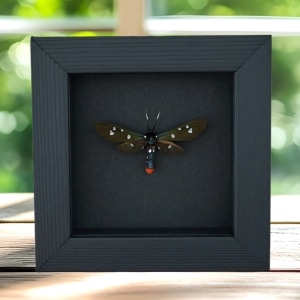 Polka Dot Wasp Mimic Moth Syntomeida epilais Framed Insect Moonlight Display