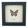 American Lady Butterfly Vanessa virginiensis Framed Taxidermy Display