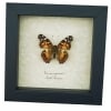 American Lady Butterfly Vanessa virginiensis Framed Taxidermy Display