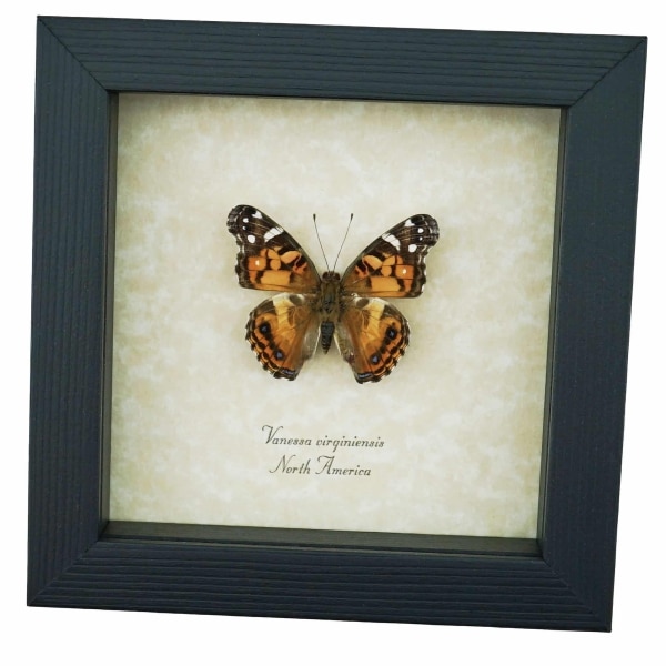 American Lady Butterfly Vanessa virginiensis Framed Taxidermy Display