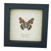 American Lady Butterfly Vanessa virginiensis Framed Taxidermy Display