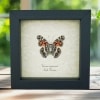 American Lady Butterfly Vanessa virginiensis Framed Taxidermy Display