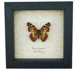 American Painted Lady Butterfly Vanessa virginiensis Framed Taxidermy Display
