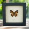 American Lady Butterfly Vanessa virginiensis Framed Taxidermy Display