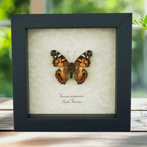 American Painted Lady Butterfly Vanessa virginiensis Framed Taxidermy Display