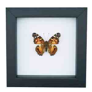 American Painted Lady Butterfly Vanessa virginiensis Framed Taxidermy Classic Black Display