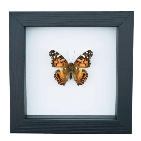 American Lady Butterfly Vanessa virginiensis Framed Taxidermy Classic Black Display