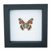 American Lady Butterfly Vanessa virginiensis Framed Taxidermy Classic Black Display