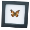 American Lady Butterfly Vanessa virginiensis Framed Taxidermy Classic Black Display