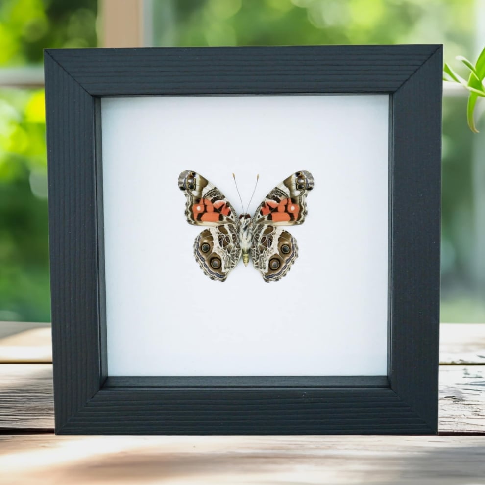 American Lady Butterfly Vanessa virginiensis Framed Taxidermy Classic Black Display