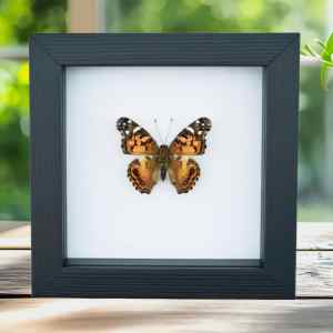 American Painted Lady Butterfly Vanessa virginiensis Framed Taxidermy Classic Black Display