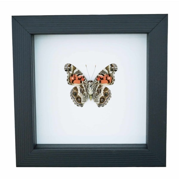 American Lady Butterfly Vanessa virginiensis Framed Taxidermy Classic Black Display