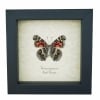 American Lady Butterfly Vanessa virginiensis Female Framed Taxidermy Display