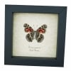 American Lady Butterfly Vanessa virginiensis Female Framed Taxidermy Display