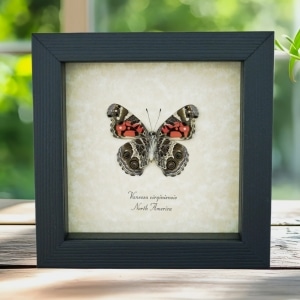 American Painted Lady Butterfly Vanessa virginiensis Female Framed Taxidermy Display