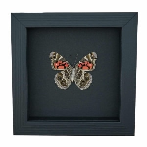 American Painted Lady Butterfly Vanessa virginiensis Female Framed Taxidermy Moonlight Display