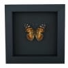 American Lady Butterfly Vanessa virginiensis Framed Taxidermy Moonlight Display