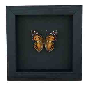 American Painted Lady Butterfly Vanessa virginiensis Framed Taxidermy Moonlight Display