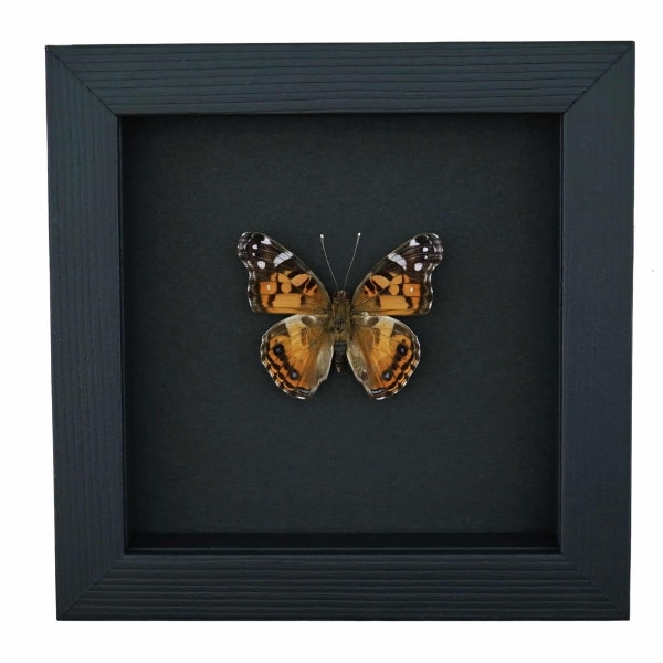 American Lady Butterfly Vanessa virginiensis Framed Taxidermy Moonlight Display