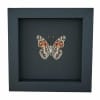 American Lady Butterfly Vanessa virginiensis Framed Taxidermy Moonlight Display